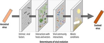 A brief view of factors that affect plant virus evolution
